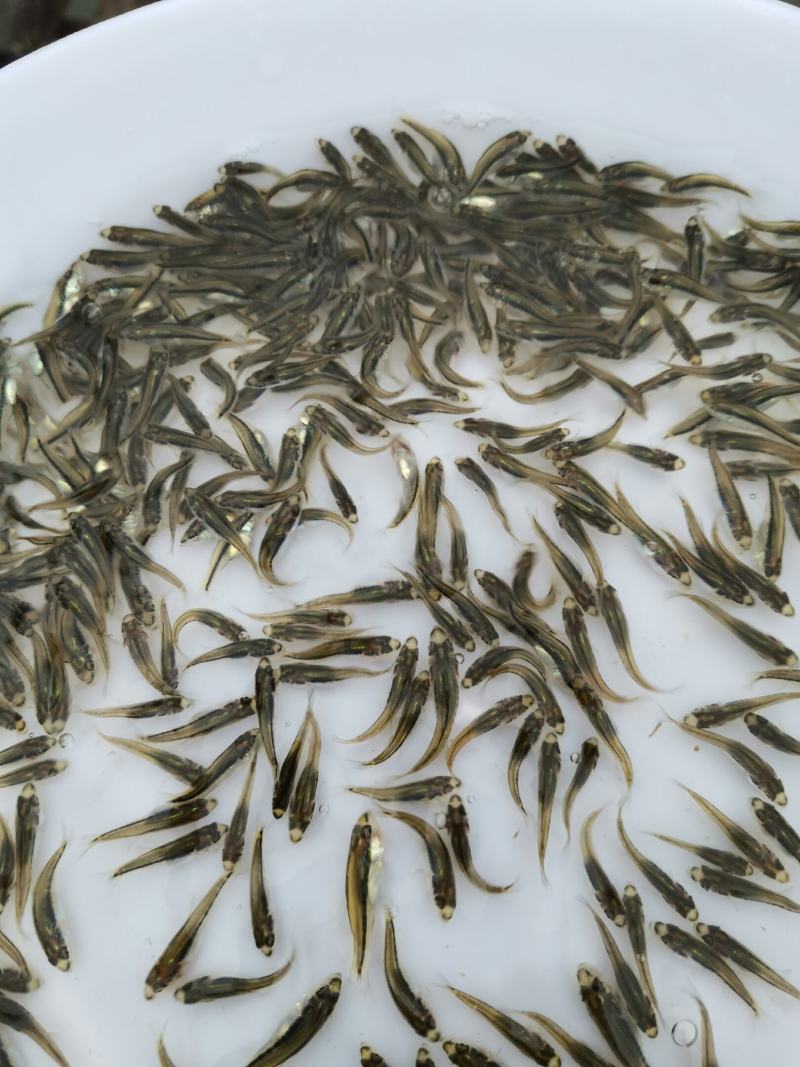 加州鲈鱼苗，鲈鱼苗，已训化养殖，提供养殖技术，包运输包成