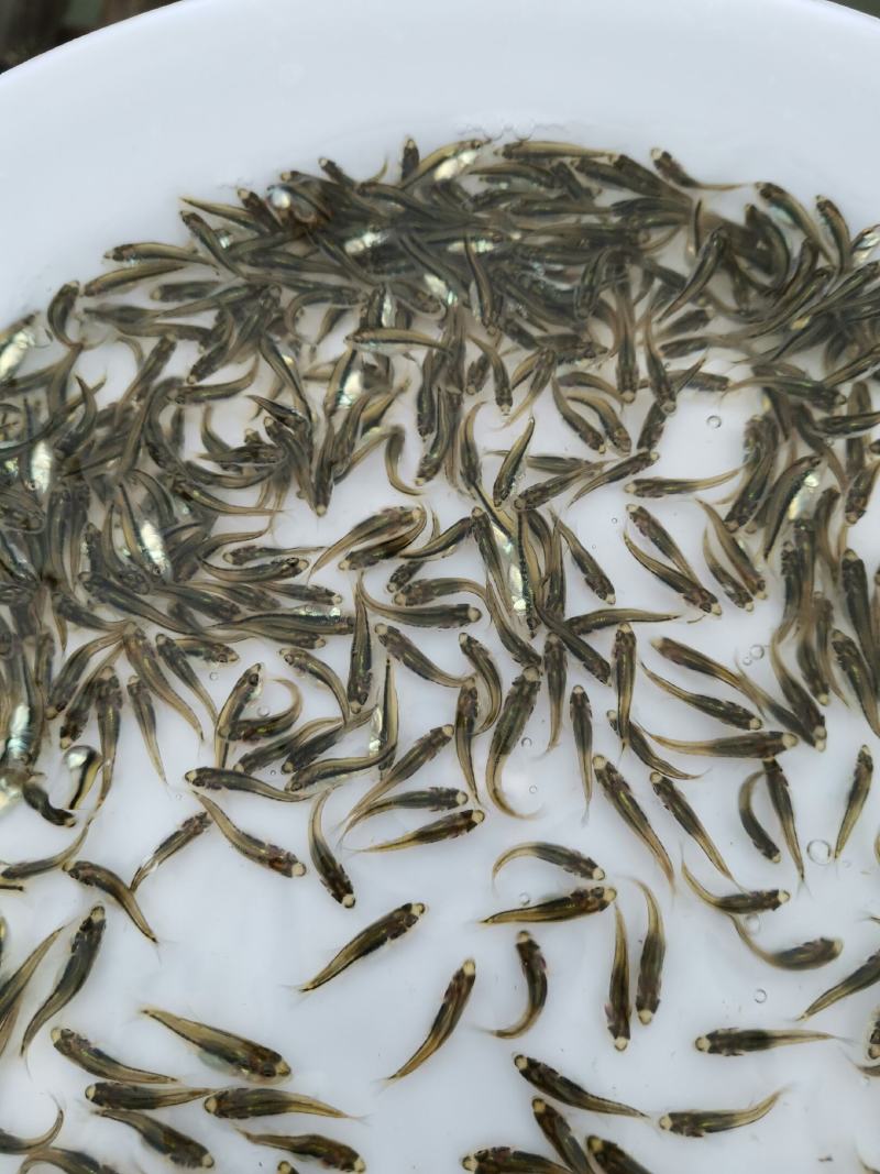 加州鲈鱼苗，鲈鱼苗，已训化养殖，提供养殖技术，包运输包成