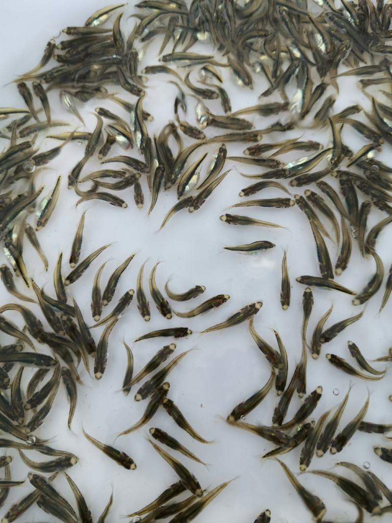 加州鲈鱼苗，鲈鱼苗，已训化养殖，提供养殖技术，包运输包成