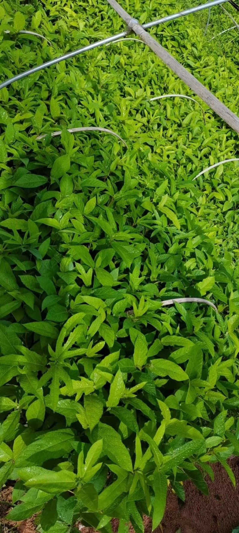 五指毛桃苗，大量供应