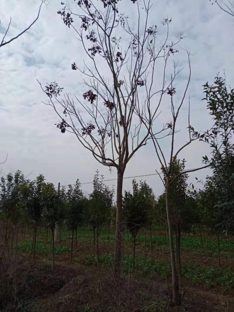 湖北栾树林，有那么一棵栾树在那里等待着被发现，你来了吗？