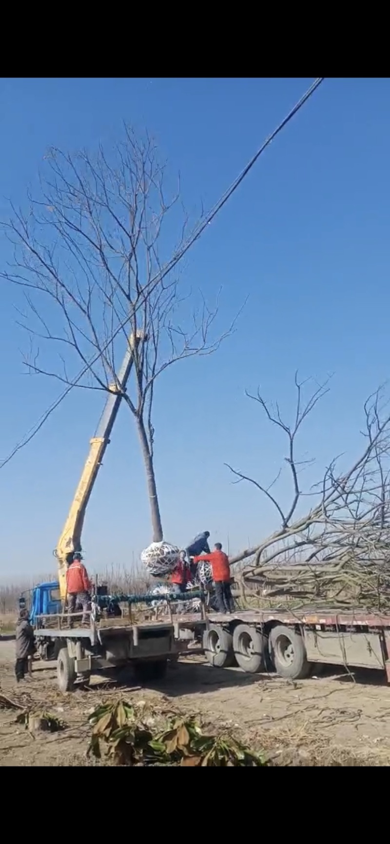 湖北栾树林，有那么一棵栾树在那里等待着被发现，你来了吗？
