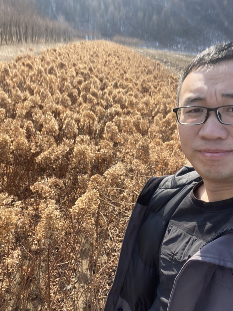 木绣球大花水亚目圆锥绣球干枝插花扦插苗二年墩