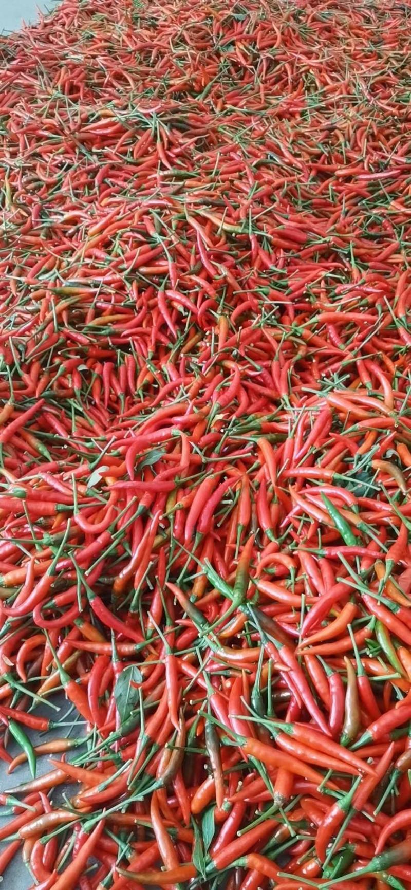 正宗广西精品朝天椒，上万亩的产地朝天椒。