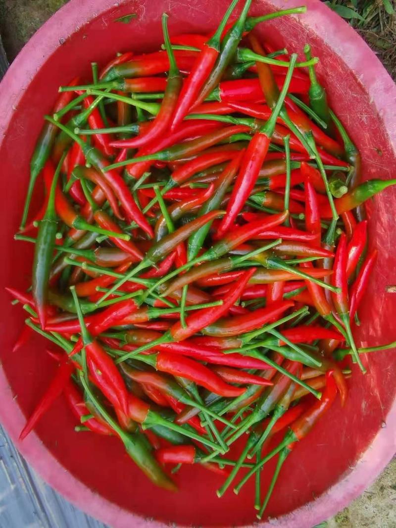 正宗广西精品朝天椒，上万亩的产地朝天椒。