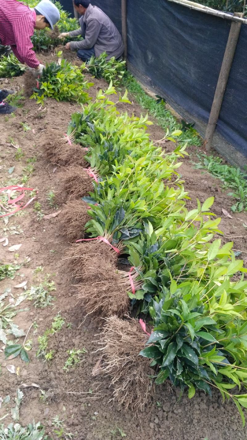 中国桂花之乡自产自销桂花树八月桂金桂丹桂【批发价包邮】