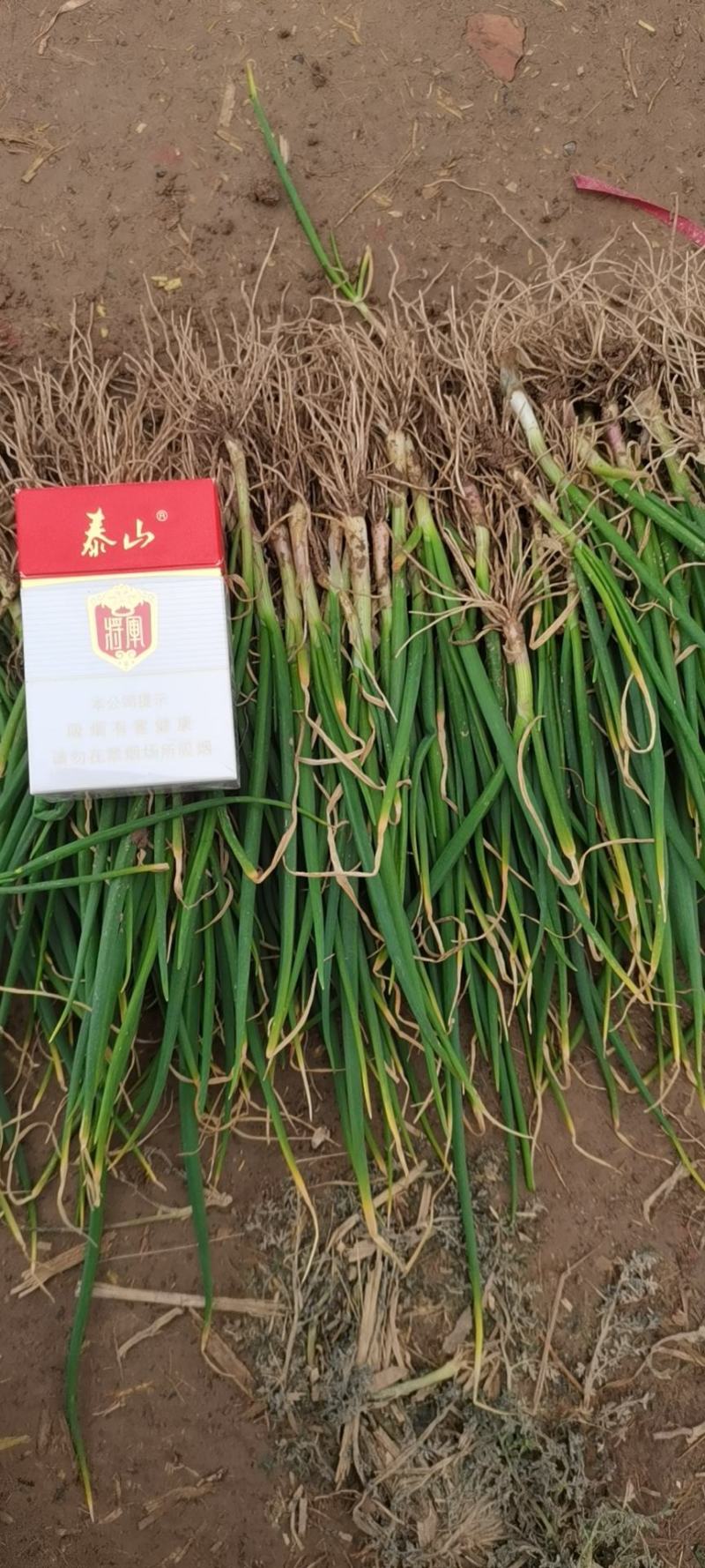 河西二红半高桩耐储存发财洋葱