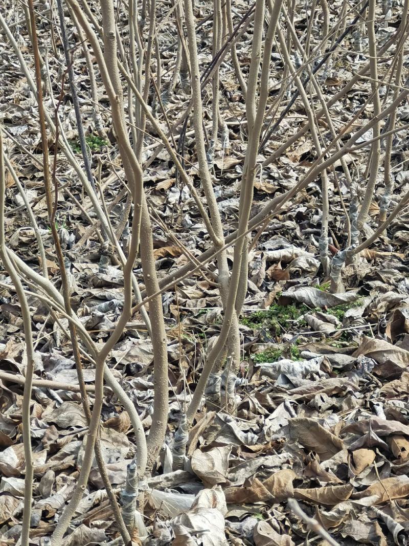 大量供应优质梨树苗品种纯正，规格齐全成活率高秋月梨，翠玉