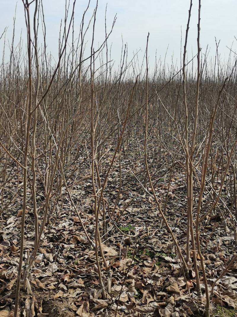 大量供应优质梨树苗品种纯正，规格齐全成活率高秋月梨，翠玉