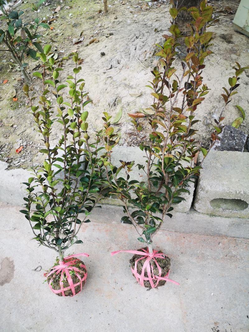 茶梅茶梅苗庭院别墅绿化茶梅球自产自销批发价