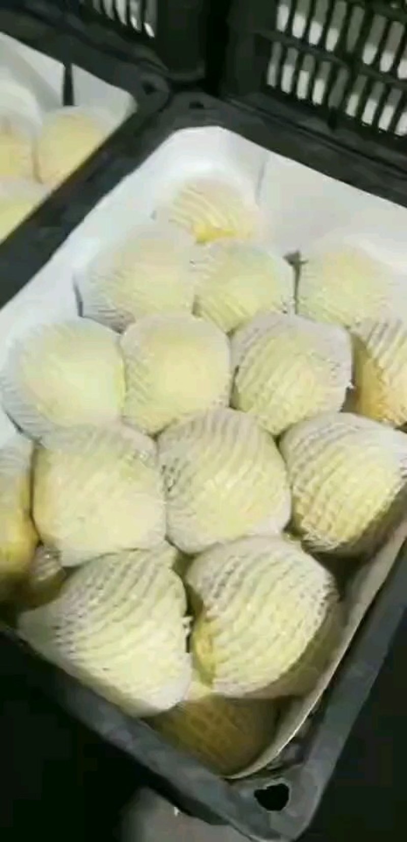 砀山青皇冠梨大量上市，色泽好价格低，欢迎前来选购。