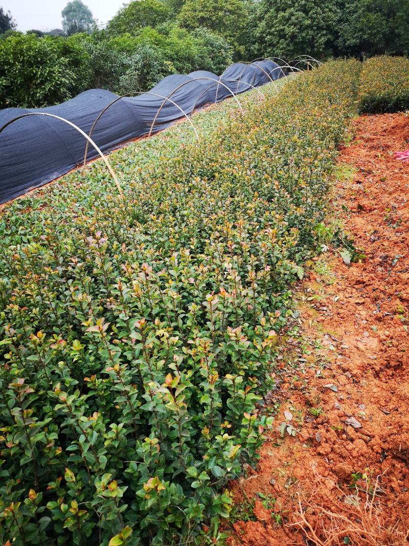 茶梅茶梅苗庭院别墅绿化茶梅球自产自销批发价