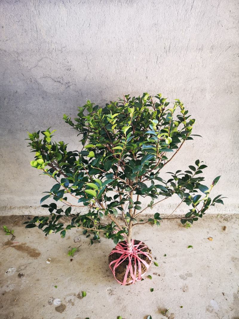 茶梅茶梅苗庭院别墅绿化茶梅球自产自销批发价