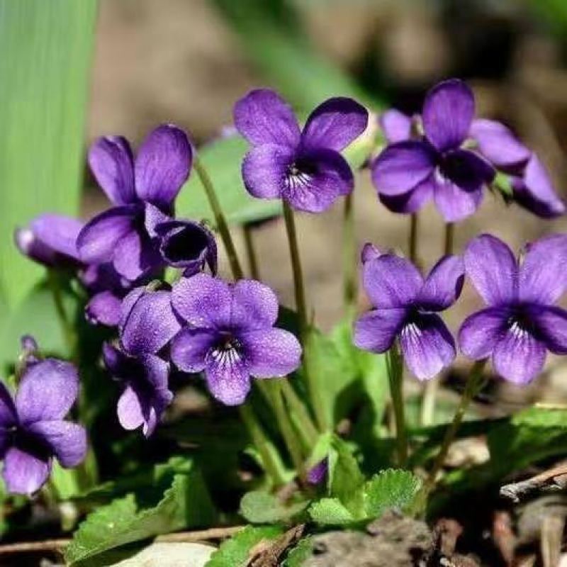 紫花地丁种子中药材紫花地丁花种籽四季种植盆栽药用苦地丁种