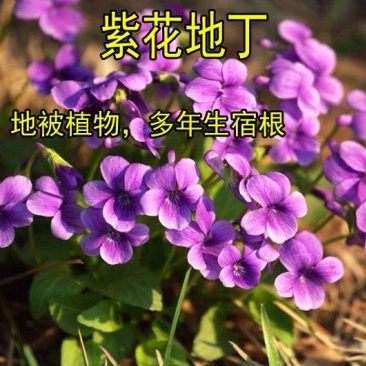 紫花地丁种子中药材紫花地丁花种籽四季种植盆栽药用苦地丁种