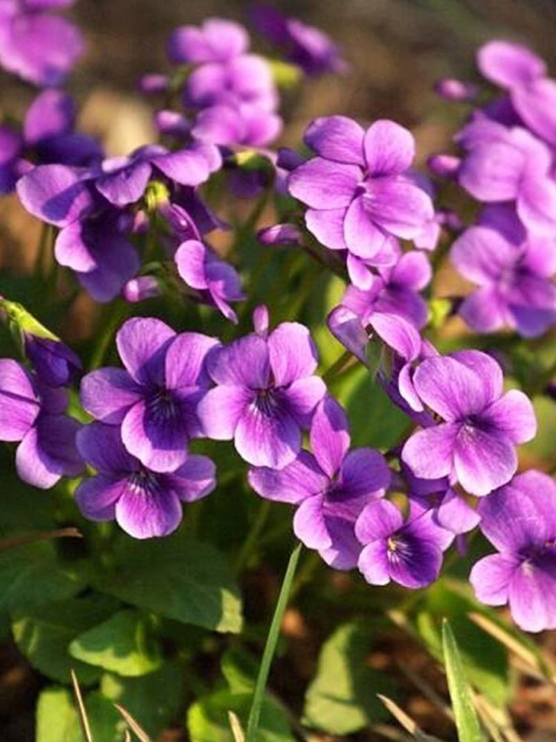 紫花地丁种子中药材紫花地丁花种籽四季种植盆栽药用苦地丁种