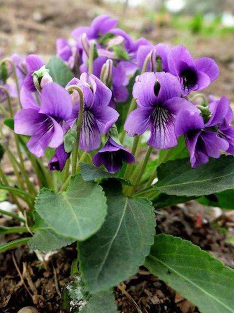 紫花地丁种子中药材紫花地丁花种籽四季种植盆栽药用苦地丁种
