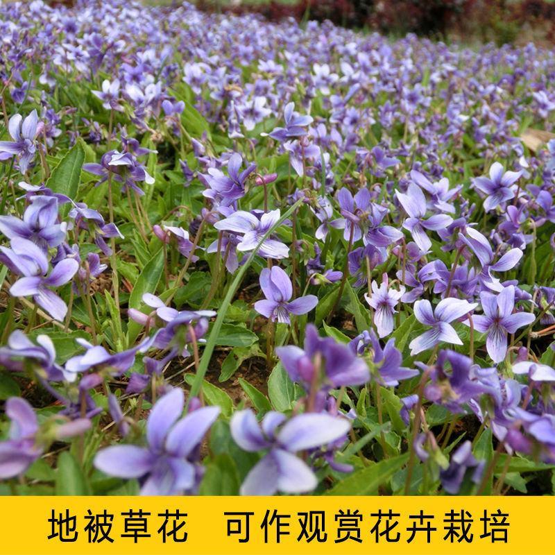 紫花地丁种子中药材紫花地丁花种籽四季种植盆栽药用苦地丁种
