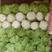 玲珑黄白菜，春绿白菜五一以大量上市，4-6斤