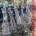 陕西富平柿饼专用尖顶柿子树苗软枣嫁接3~20公分
