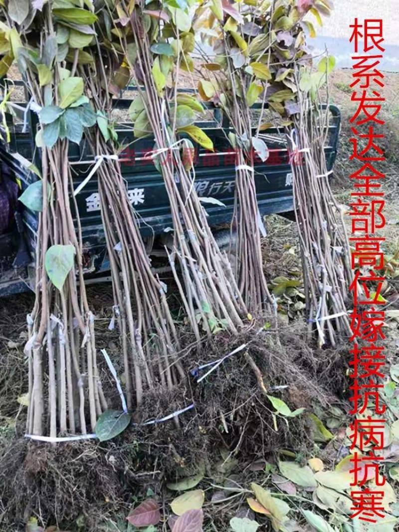 陕西富平柿饼专用尖顶柿子树苗软枣嫁接3~20公分