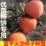 陕西富平柿饼专用尖顶柿子树苗软枣嫁接3~20公分