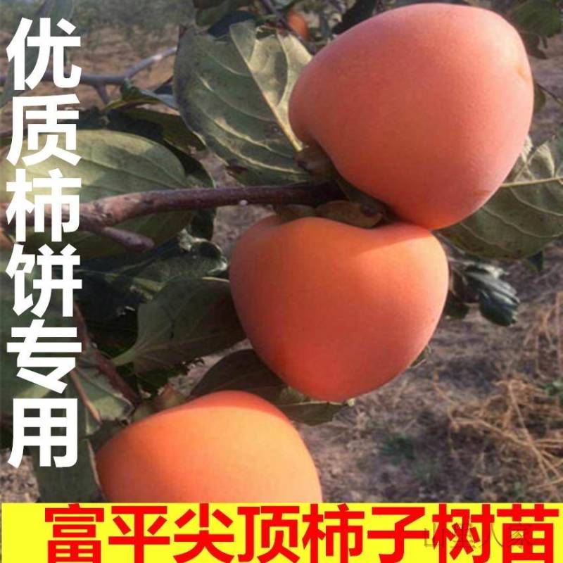 陕西富平柿饼专用尖顶柿子树苗软枣嫁接3~20公分