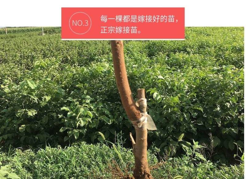 陕西富平柿饼专用尖顶柿子树苗软枣嫁接3~20公分