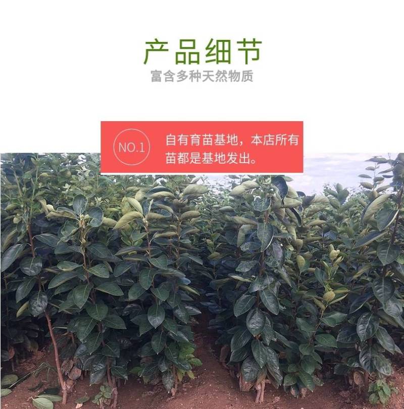 陕西富平柿饼专用尖顶柿子树苗软枣嫁接3~20公分