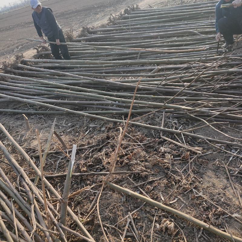 桐树规格齐全价格低发货速度快