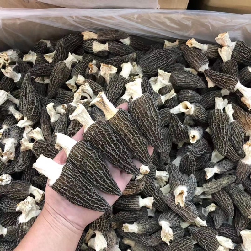 2025年新羊肚菌干品纯头茬货新鲜上市