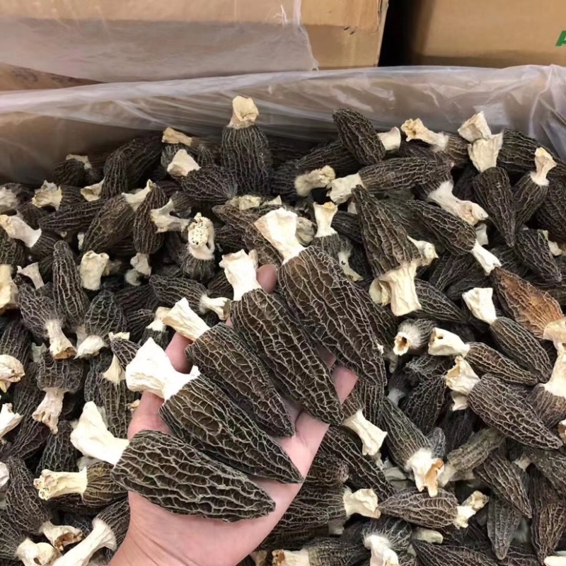 2025年新羊肚菌干品纯头茬货新鲜上市