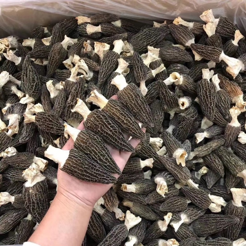 2025年新羊肚菌干品纯头茬货新鲜上市
