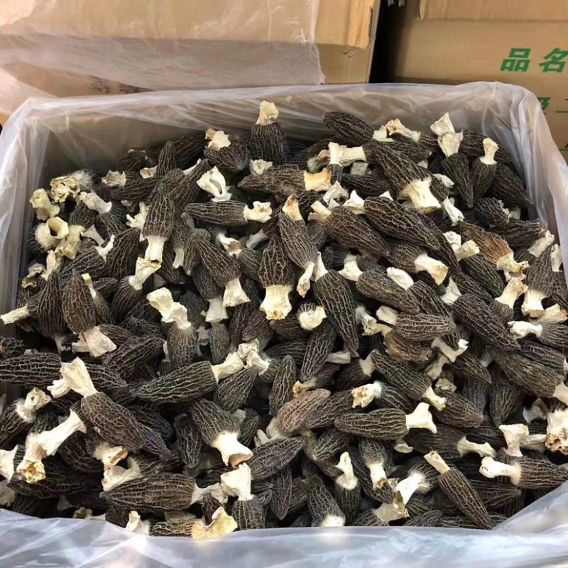 2025年新羊肚菌干品纯头茬货新鲜上市