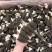 2025年新羊肚菌干品纯头茬货新鲜上市