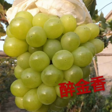 酔金香扦插苗南方北方种植基地直发纯度保证