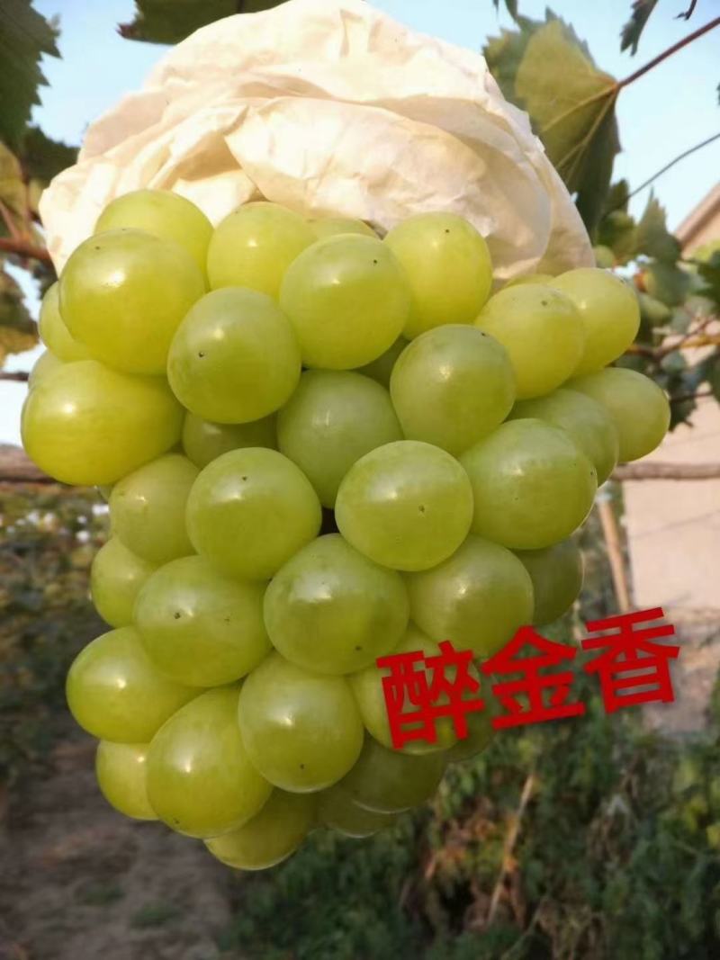 酔金香扦插苗南方北方种植基地直发纯度保证