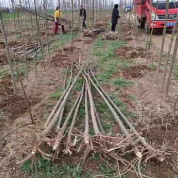 苦練种植合作社规格齐全价格优惠