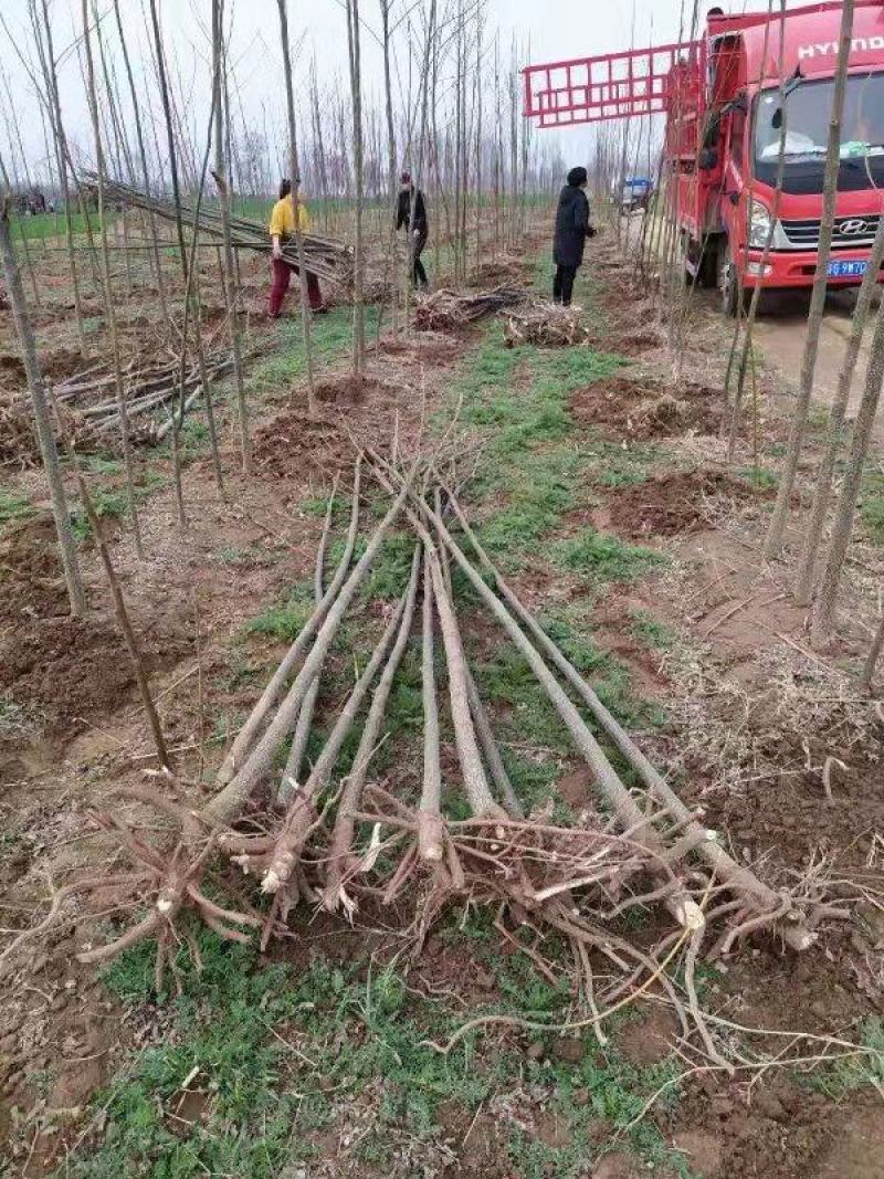 苦練种植合作社规格齐全价格优惠