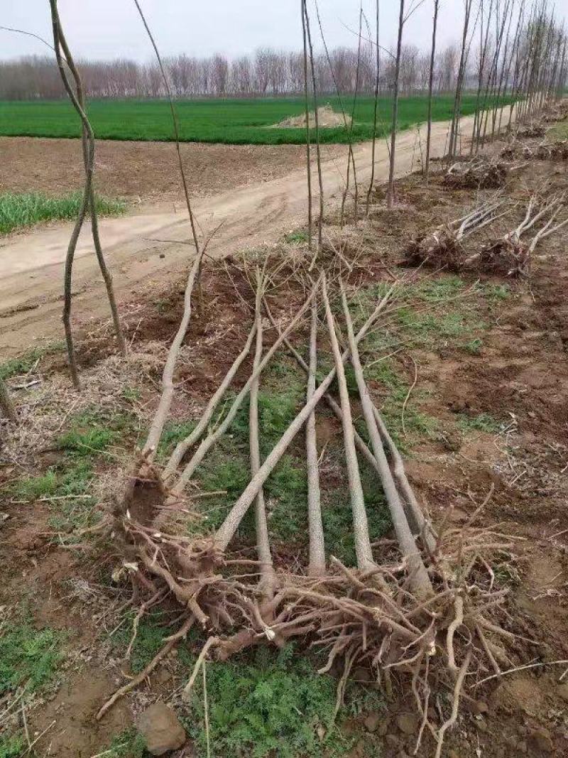 苦練种植合作社规格齐全价格优惠