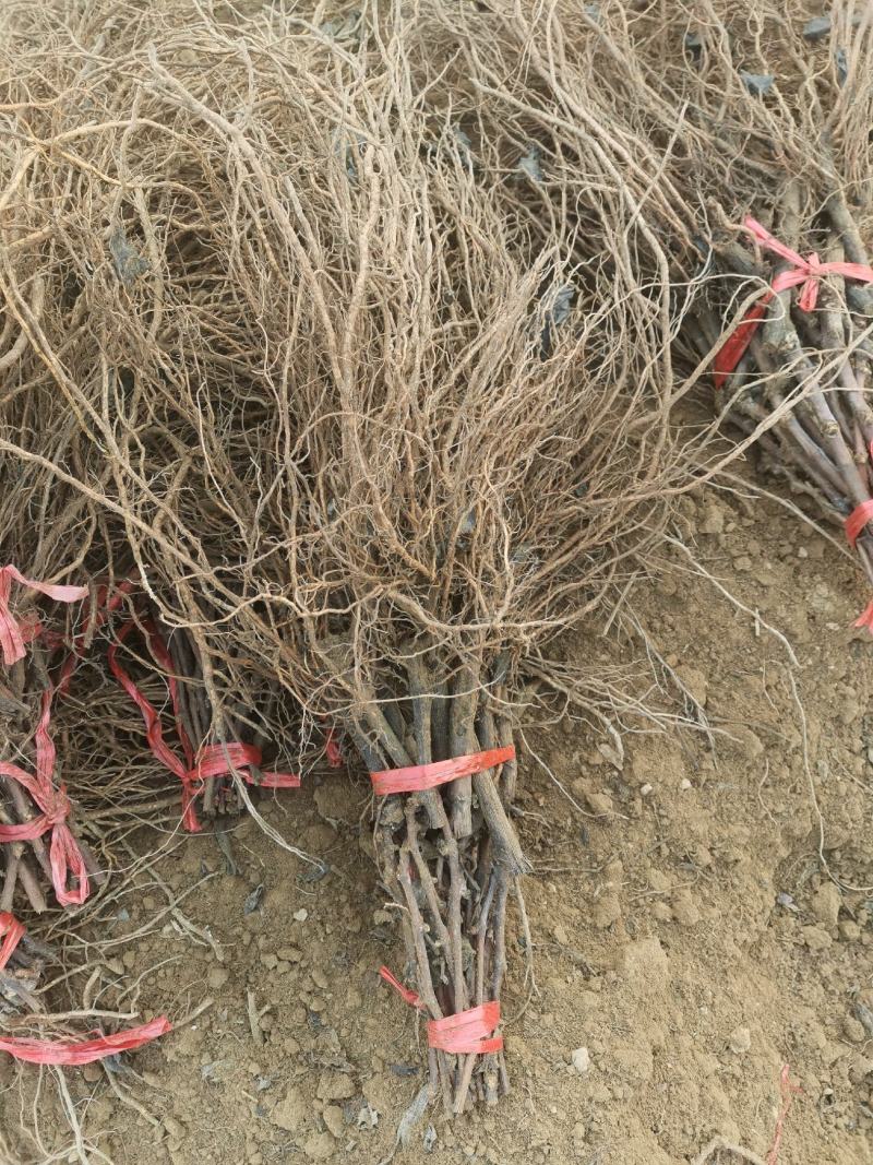酔金香扦插苗南方北方种植基地直发纯度保证