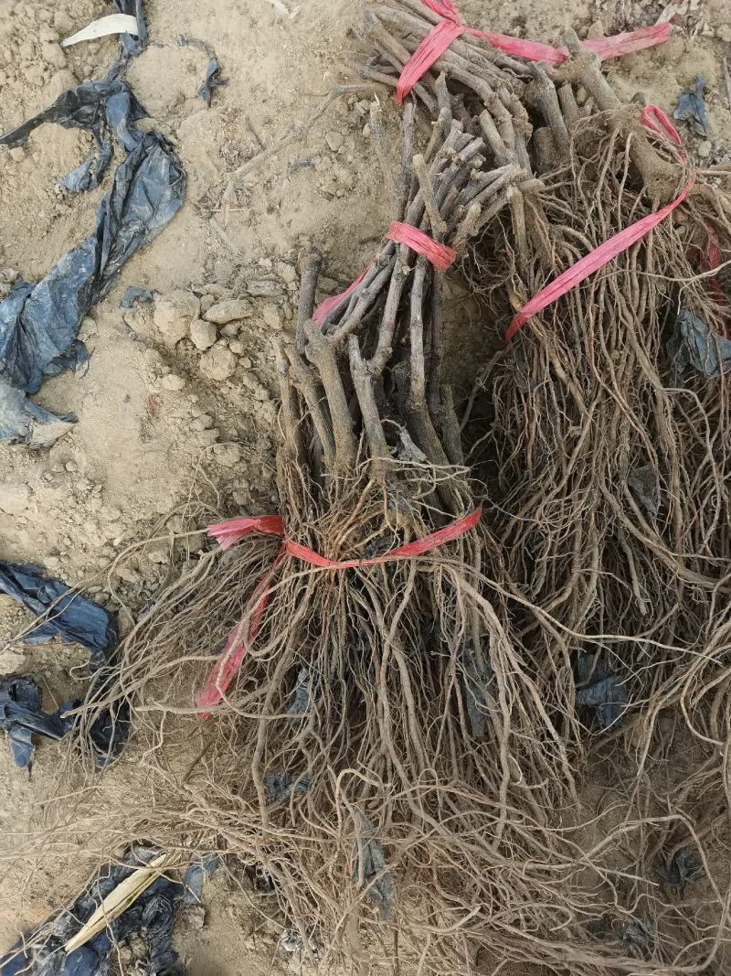 酔金香扦插苗南方北方种植基地直发纯度保证