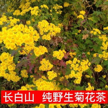 叶赫那拉山纯野生菊花茶