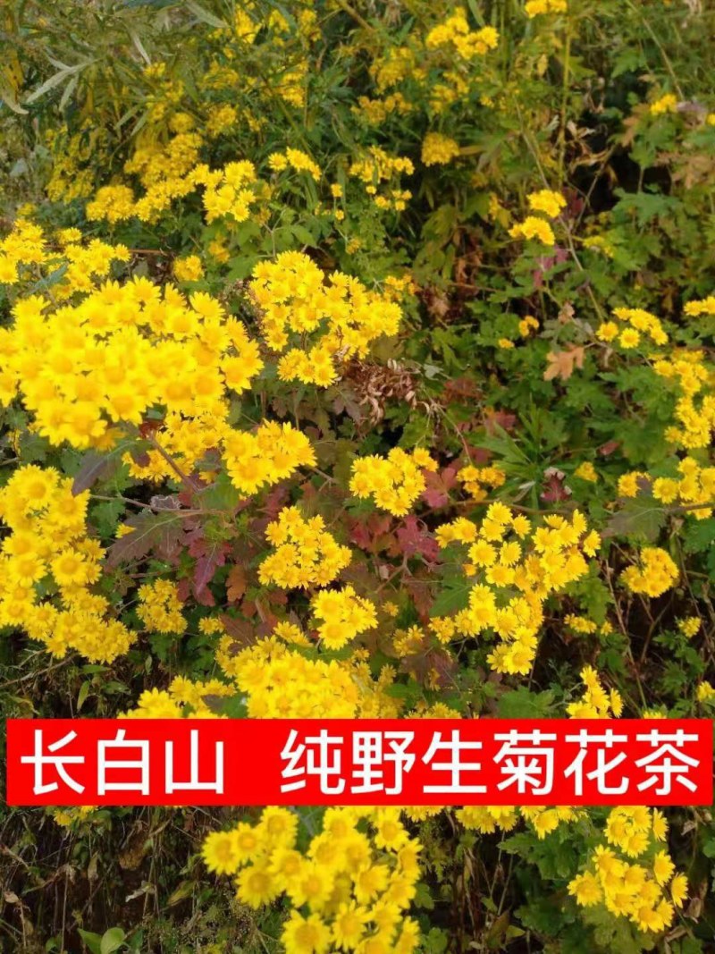 叶赫那拉山纯野生菊花茶