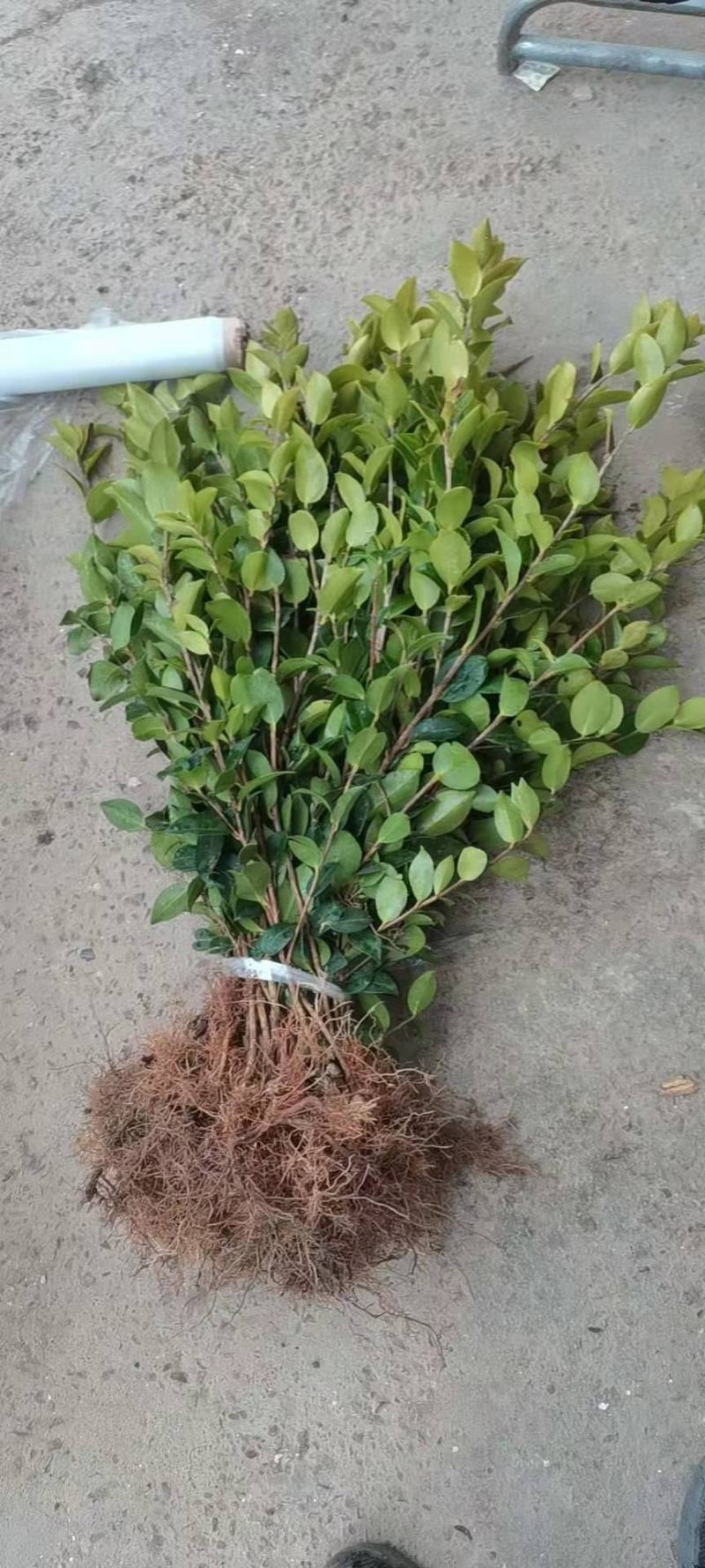 优质速生长林系列油茶苗