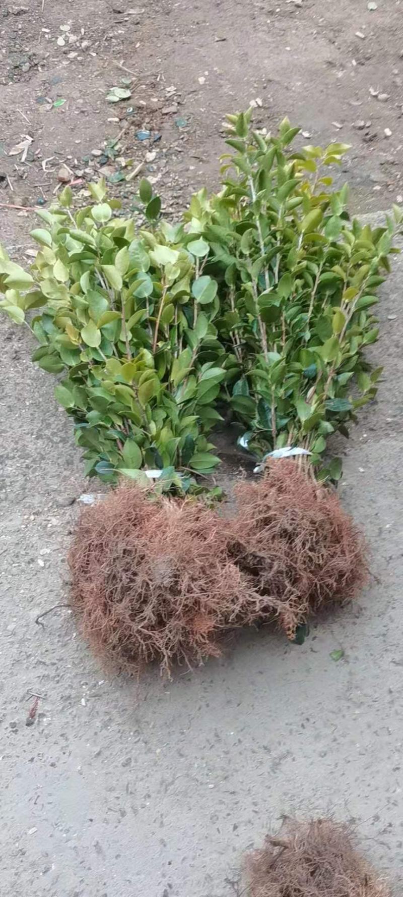 优质速生长林系列油茶苗