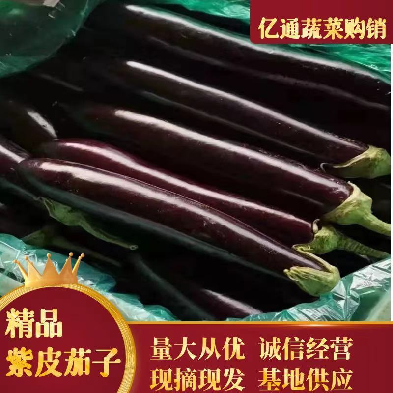 【产地直发】兰陵县765茄子，精品烧烤茄，