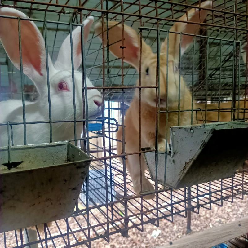 小兔苗种兔公兔肉兔等