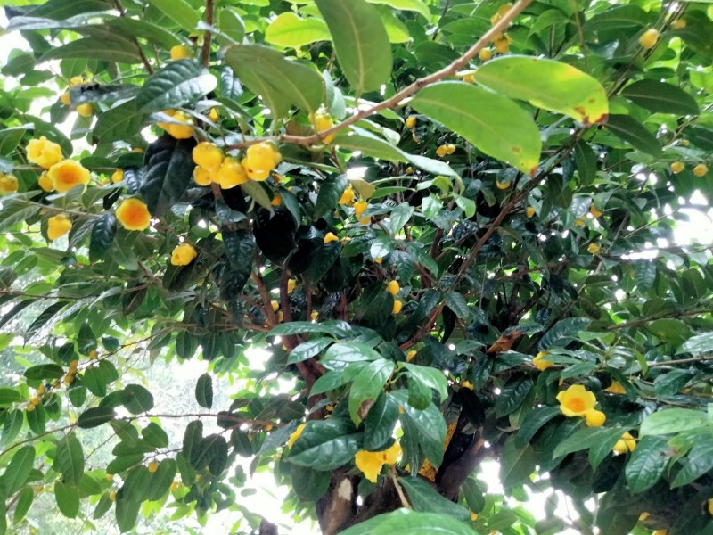 金花茶，防普烘干花来自广西防城港十万山自产