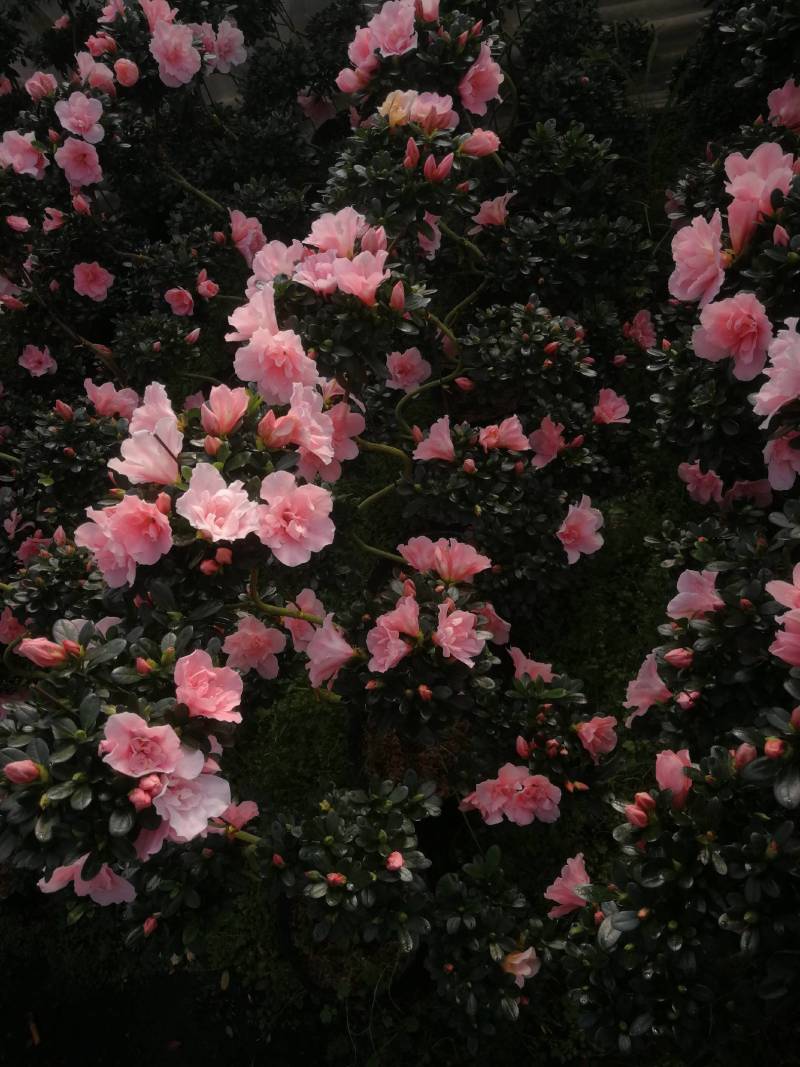 杜鹃花盆栽各种品种造型杜鹃花盆栽映山红杜鹃花盆景